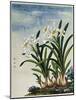 Early 19th-Century Chinese Watercolor of Daffodils-null-Mounted Giclee Print