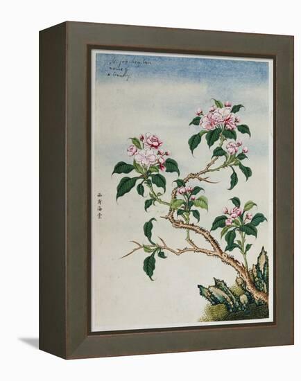 Early 19th-Century Chinese Watercolor of Flowers-null-Framed Premier Image Canvas