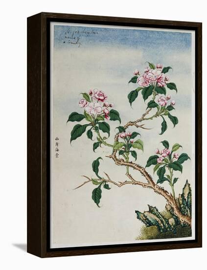 Early 19th-Century Chinese Watercolor of Flowers-null-Framed Premier Image Canvas
