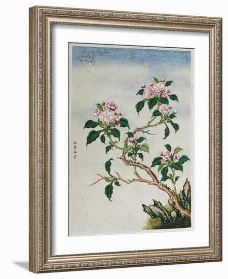 Early 19th-Century Chinese Watercolor of Flowers-null-Framed Giclee Print