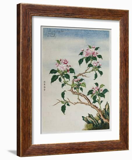 Early 19th-Century Chinese Watercolor of Flowers-null-Framed Giclee Print