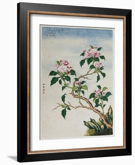 Early 19th-Century Chinese Watercolor of Flowers-null-Framed Giclee Print