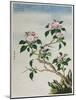 Early 19th-Century Chinese Watercolor of Flowers-null-Mounted Giclee Print