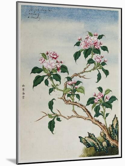 Early 19th-Century Chinese Watercolor of Flowers-null-Mounted Giclee Print