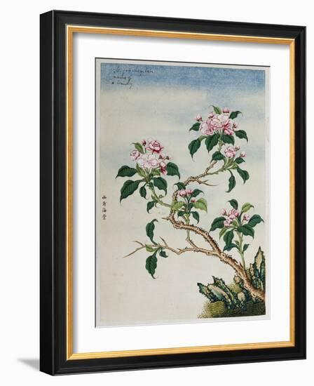 Early 19th-Century Chinese Watercolor of Flowers-null-Framed Giclee Print