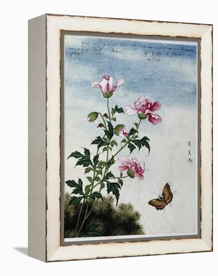 Early 19th-Century Chinese Watercolor of Pink Flowers-null-Framed Premier Image Canvas