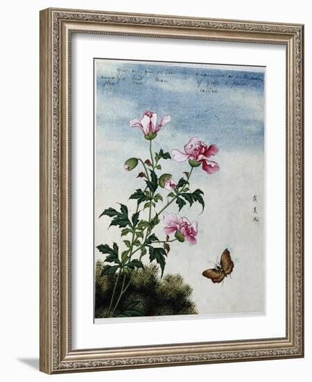 Early 19th-Century Chinese Watercolor of Pink Flowers-null-Framed Giclee Print