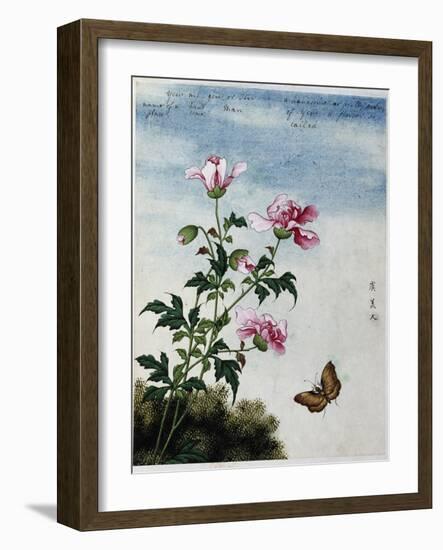 Early 19th-Century Chinese Watercolor of Pink Flowers-null-Framed Giclee Print