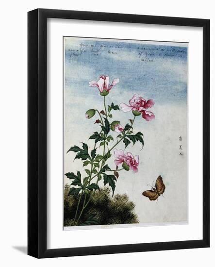 Early 19th-Century Chinese Watercolor of Pink Flowers-null-Framed Giclee Print