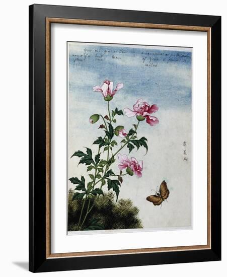 Early 19th-Century Chinese Watercolor of Pink Flowers-null-Framed Giclee Print