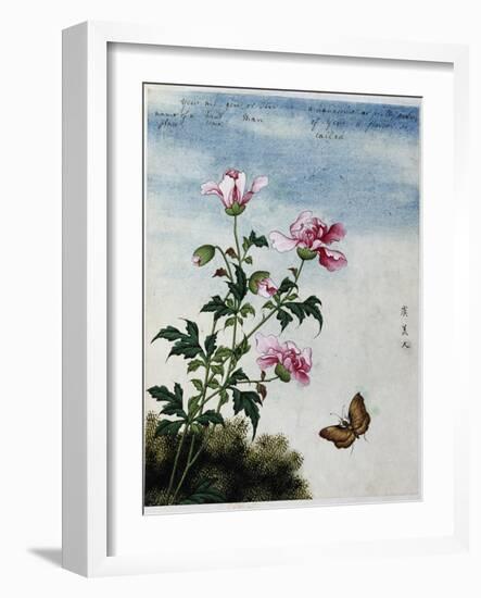 Early 19th-Century Chinese Watercolor of Pink Flowers-null-Framed Giclee Print