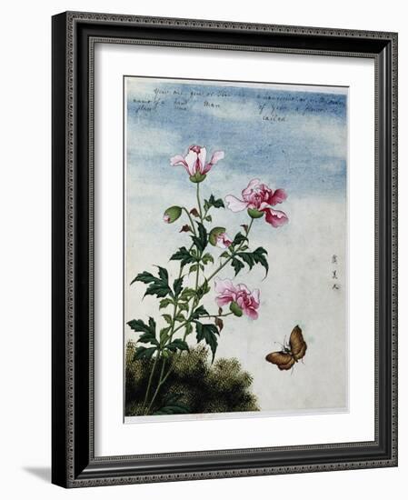 Early 19th-Century Chinese Watercolor of Pink Flowers-null-Framed Giclee Print