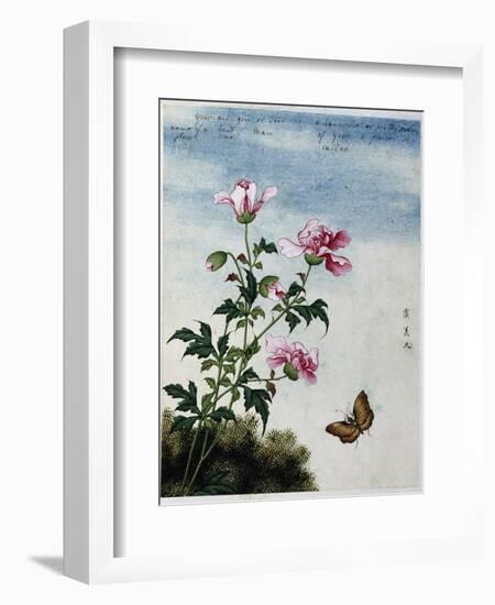 Early 19th-Century Chinese Watercolor of Pink Flowers-null-Framed Giclee Print