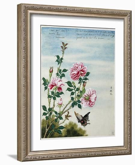 Early 19th-Century Chinese Watercolor of Pink Roses-null-Framed Giclee Print