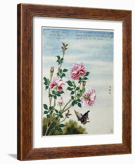 Early 19th-Century Chinese Watercolor of Pink Roses-null-Framed Giclee Print