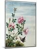Early 19th-Century Chinese Watercolor of Pink Roses-null-Mounted Giclee Print