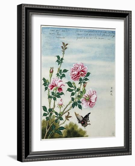 Early 19th-Century Chinese Watercolor of Pink Roses-null-Framed Giclee Print