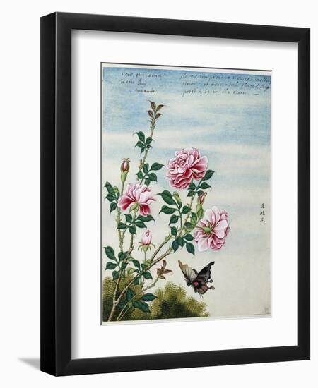 Early 19th-Century Chinese Watercolor of Pink Roses-null-Framed Giclee Print