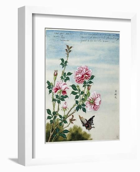 Early 19th-Century Chinese Watercolor of Pink Roses-null-Framed Giclee Print