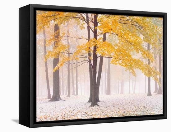 Early Autumn Snow-Jim Becia-Framed Premier Image Canvas