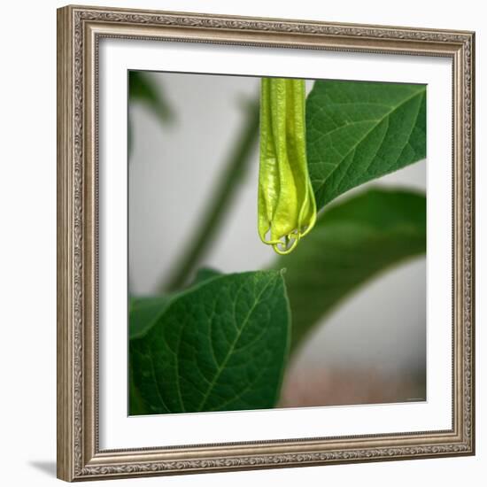 Early Bloom II-Nicole Katano-Framed Photo