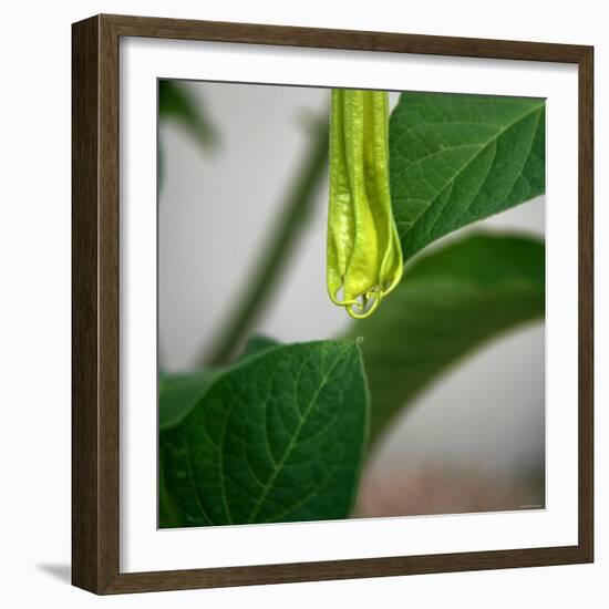 Early Bloom II-Nicole Katano-Framed Photo