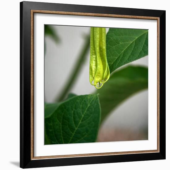 Early Bloom II-Nicole Katano-Framed Photo