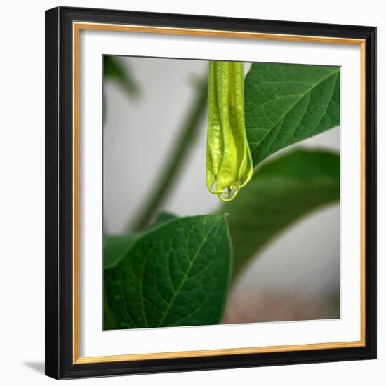 Early Bloom II-Nicole Katano-Framed Photo