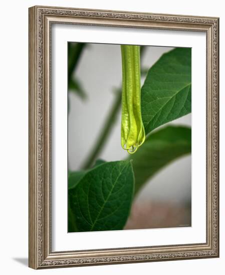 Early Bloom III-Nicole Katano-Framed Photo