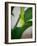 Early Bloom III-Nicole Katano-Framed Photo