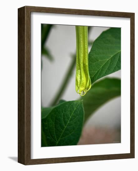 Early Bloom III-Nicole Katano-Framed Photo