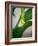 Early Bloom III-Nicole Katano-Framed Photo