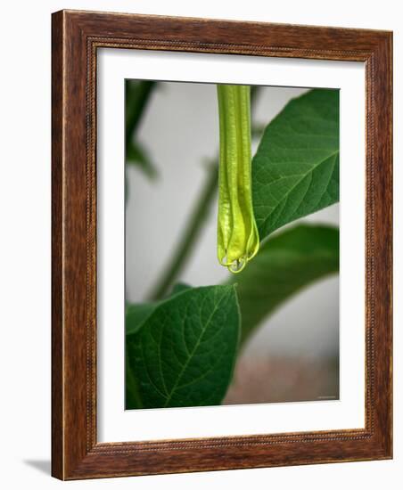 Early Bloom III-Nicole Katano-Framed Photo