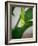 Early Bloom III-Nicole Katano-Framed Photo