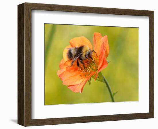 Early bumblebee nectaring on Scarlet avens flower, UK-Nick Upton-Framed Photographic Print