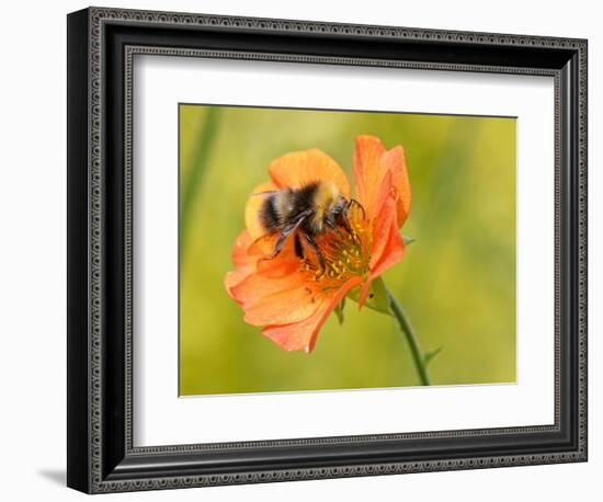 Early bumblebee nectaring on Scarlet avens flower, UK-Nick Upton-Framed Photographic Print