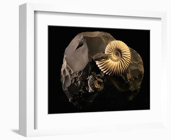 Early Cretaceous Period Fossil-Layne Kennedy-Framed Photographic Print