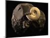 Early Cretaceous Period Fossil-Layne Kennedy-Mounted Photographic Print