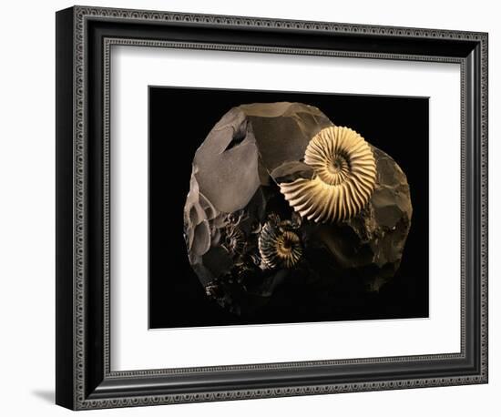 Early Cretaceous Period Fossil-Layne Kennedy-Framed Photographic Print