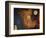 Early Elements-Herb Dickinson-Framed Photographic Print