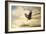 Early Evening Flight Bald Eagle 1-Jai Johnson-Framed Giclee Print