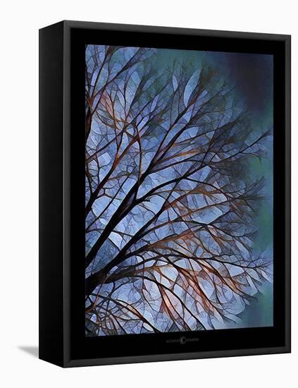 Early Evening Tree-Tim Nyberg-Framed Premier Image Canvas