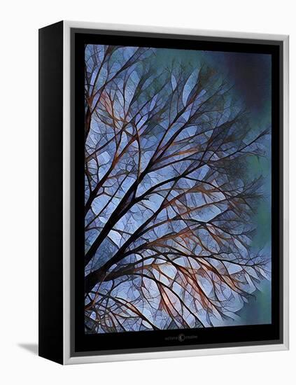 Early Evening Tree-Tim Nyberg-Framed Premier Image Canvas