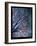 Early Evening Tree-Tim Nyberg-Framed Giclee Print
