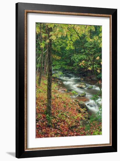 Early Fall Stream, Catskills-Vincent James-Framed Premium Photographic Print