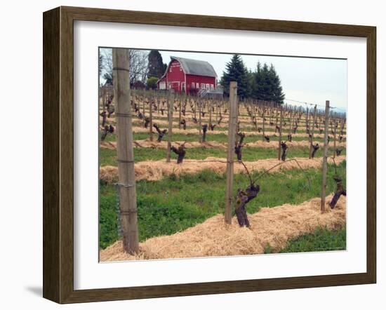 Early Growth on the Vines in the Willamette Valley Wine Country, Oregon, USA-Janis Miglavs-Framed Photographic Print