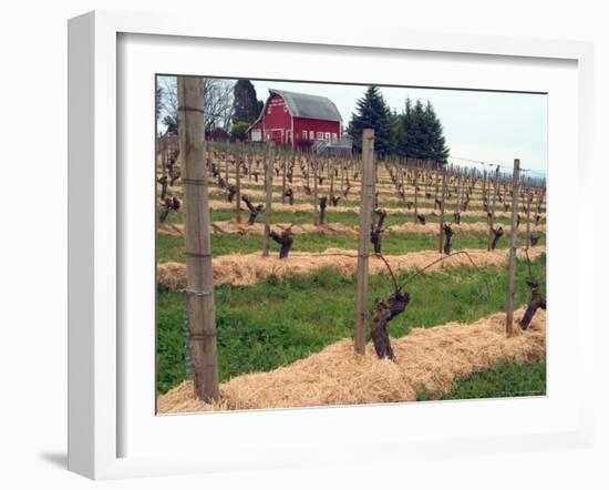 Early Growth on the Vines in the Willamette Valley Wine Country, Oregon, USA-Janis Miglavs-Framed Photographic Print