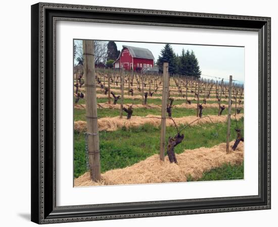 Early Growth on the Vines in the Willamette Valley Wine Country, Oregon, USA-Janis Miglavs-Framed Photographic Print