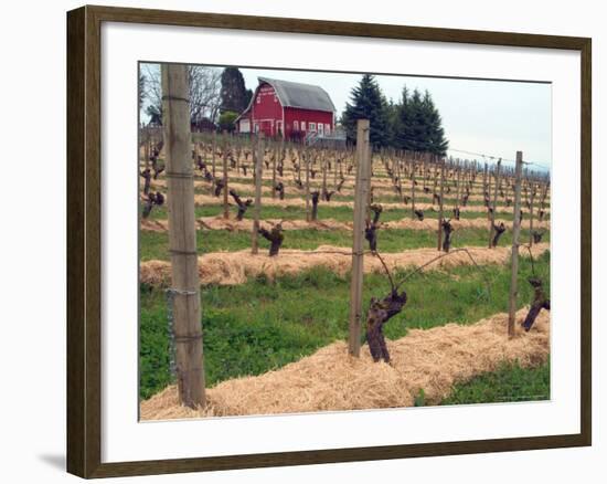 Early Growth on the Vines in the Willamette Valley Wine Country, Oregon, USA-Janis Miglavs-Framed Photographic Print