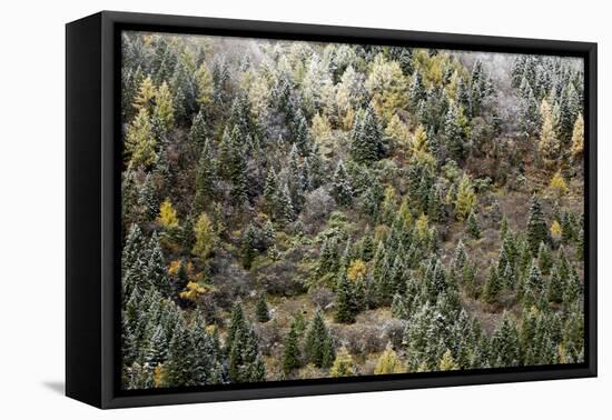 Early in Morning Frost on Trees in Mount Siguniang-Alex Treadway-Framed Premier Image Canvas